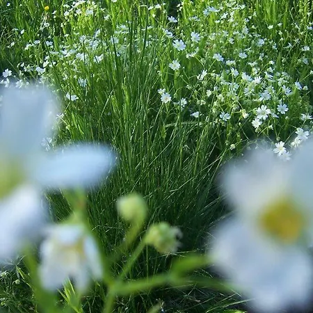 منزل للإقامة Karpnicka Struga W Dolinie Palacow I Ogrodow يلينيا غورا